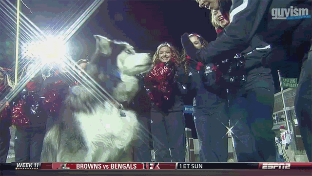 Husky-dog-giving-highfive-on-ESPN2